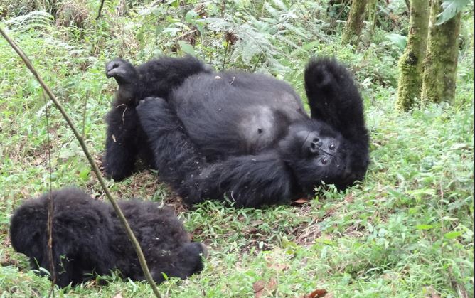 5 itinerary ideas for 10 days Uganda Rwanda safari tour